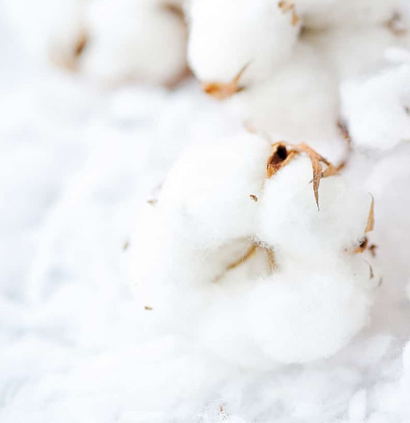 Organic Cotton